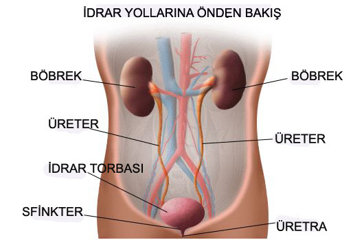 idrar Yolu Enfeksiyonu