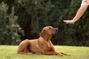 köpeğim yemeğini koruyor