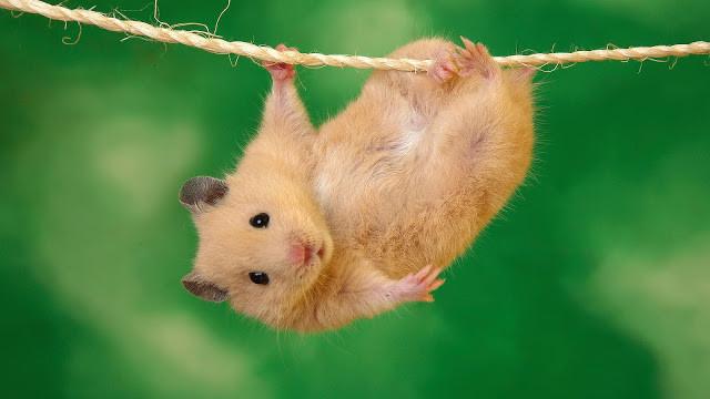 hamster-isirma-egitim