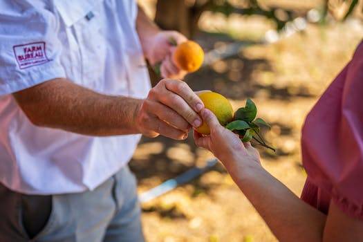 Armut Nedir? Çeşitleri, Özellikleri ve Faydaları Nelerdir?