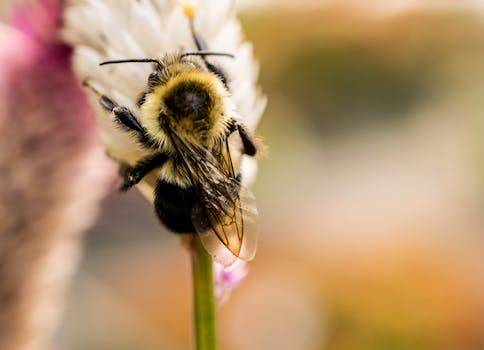 Bal Nedir? Çeşitleri ve Faydaları Nelerdir?