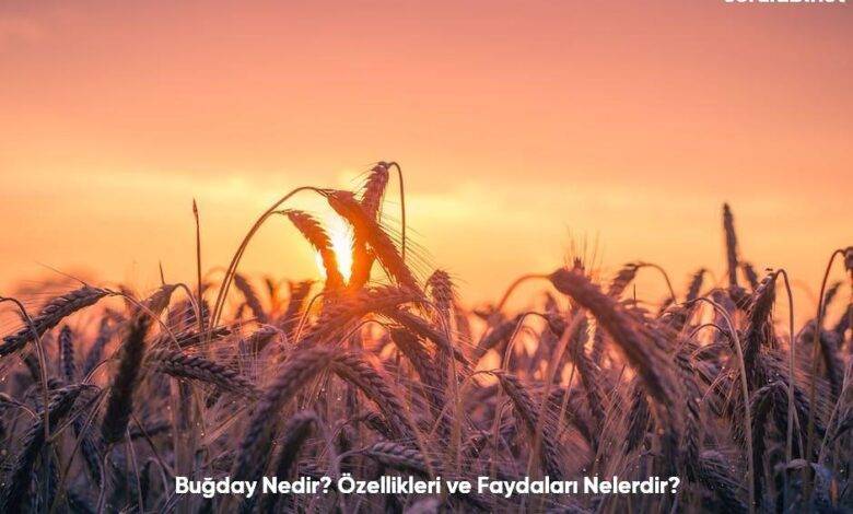 Bugday Nedir Ozellikleri ve Faydalari Nelerdir6