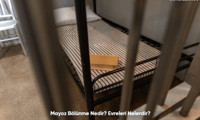 Mayoz Bolunme Nedir Evreleri Nelerdir6