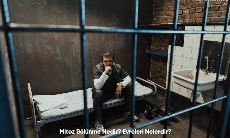 Mitoz Bolunme Nedir Evreleri Nelerdir6