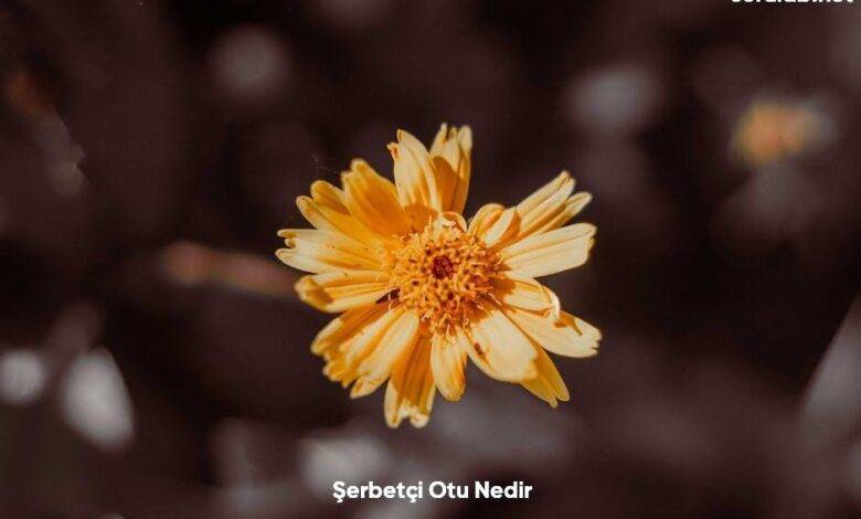 Serbetci Otu Nedir6