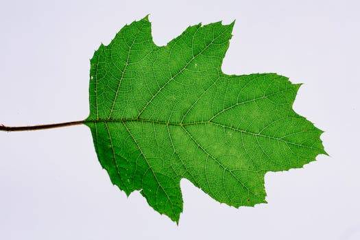 Varis Nedir? Nedenleri, Belirtileri, Korunma Yolları