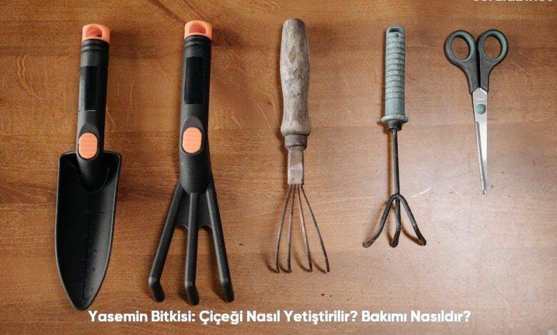 Yasemin Bitkisi Cicegi Nasil Yetistirilir Bakimi Nasildir6